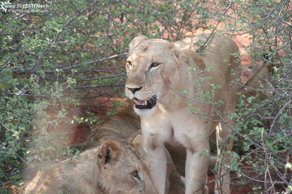 IMG 7547-Kenya, lions at Tsavo East